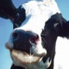 Profile picture of Allie Brown