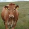 Profile picture of david matthew mullins