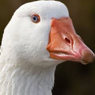 Profile picture of Cameron Hale