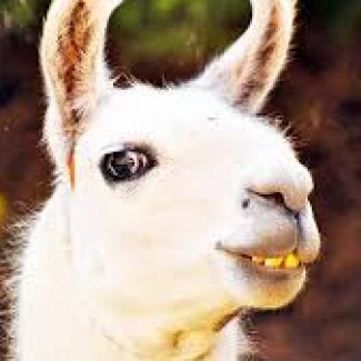 Profile picture of Llama Goddess