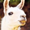 Profile picture of Llama Goddess