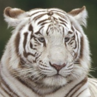 Profile picture of Amber Stumbo