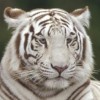 Profile picture of Amber Stumbo