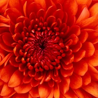 Profile picture of Sahara