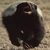 Profile picture of Nicolas Turner