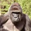 Profile picture of Paul Stapleton