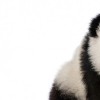 Profile picture of Tc Somersall