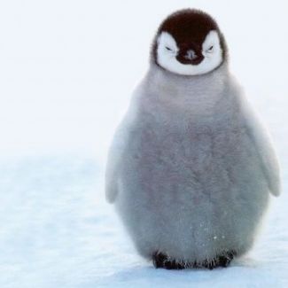 Profile picture of Trenton Allara